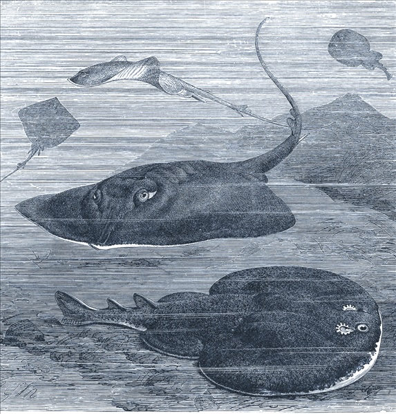 Razza comune e marmorizzata, torpedine o pesce elettrico (da R. Lydekker, The Royal Natural History, Londra 1896, Vol. V) 